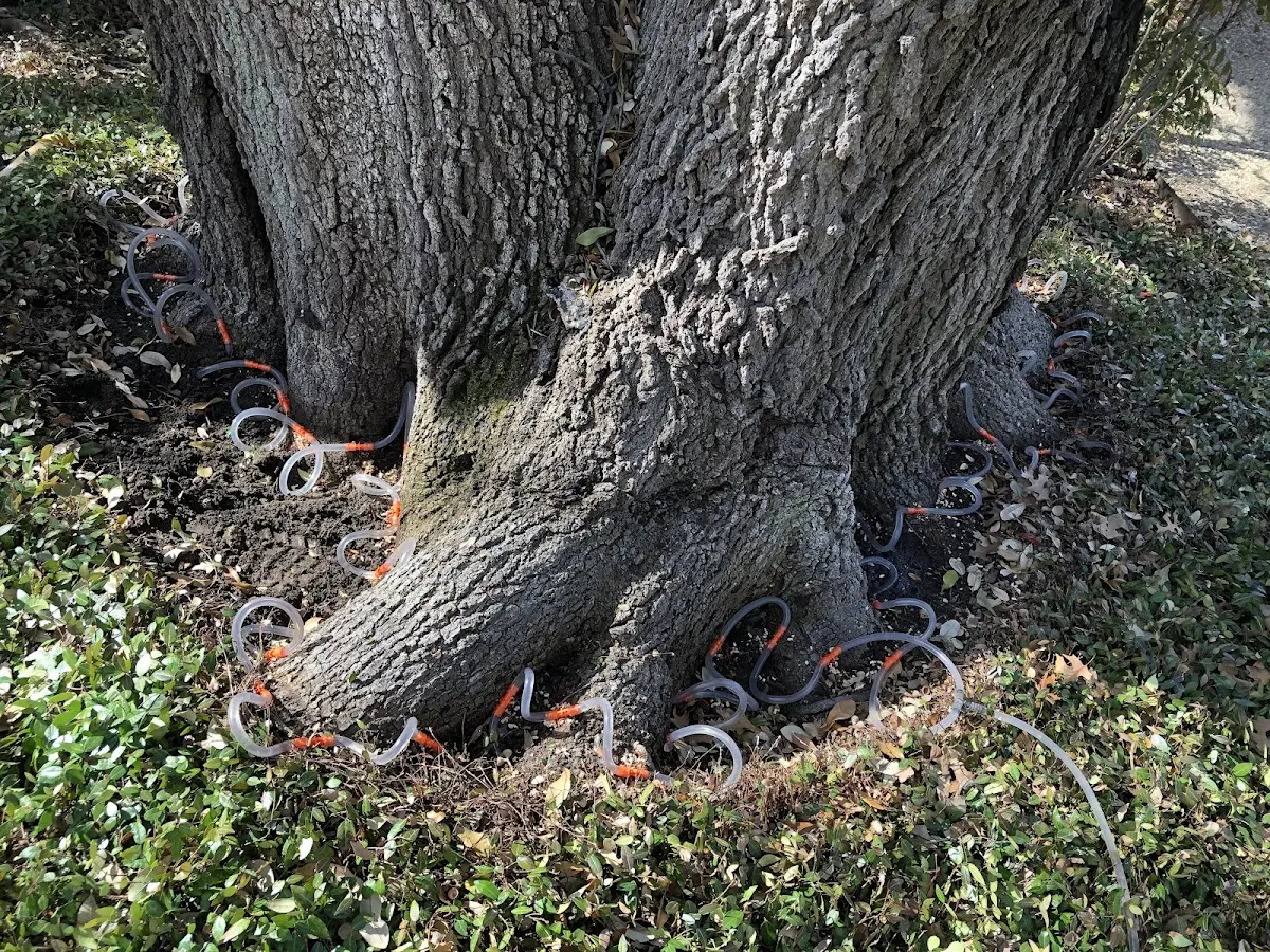 Detailed Tree Cabling and Bracing job site in Yulan