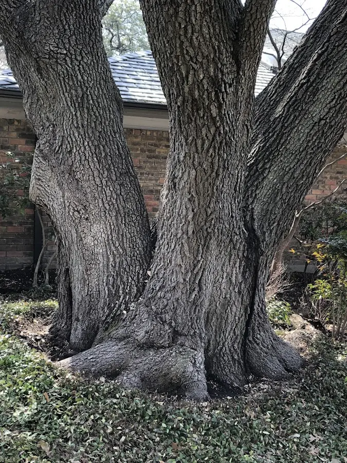 Mature heritage tree close to a Yulan property cared for by certified arborists
